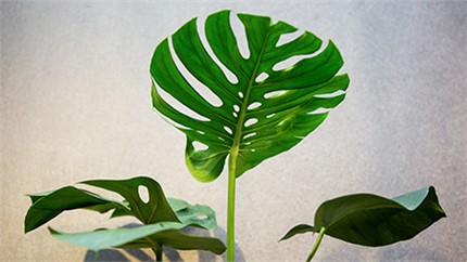 為什么在店里長得好好的植物，買回家就命都沒了？