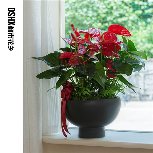 3株大紅掌盆栽